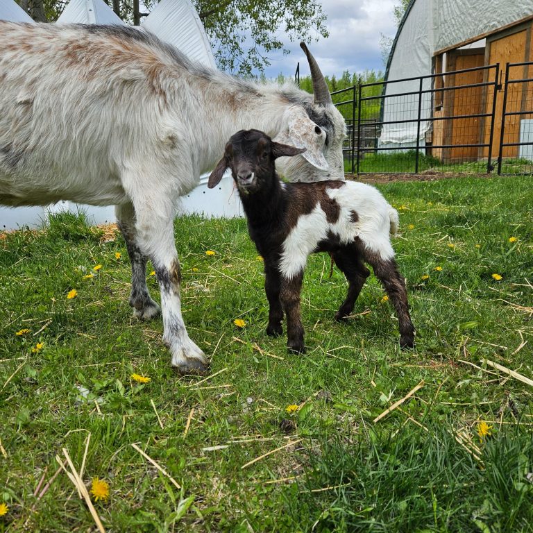 Discover BearPaw Ranch Alberta - BearPaw Ranch